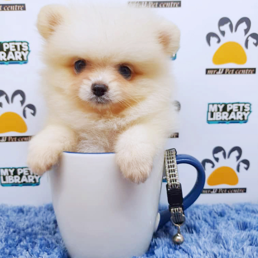 White Teacup Pomeranian Puppy (Male) For Sale