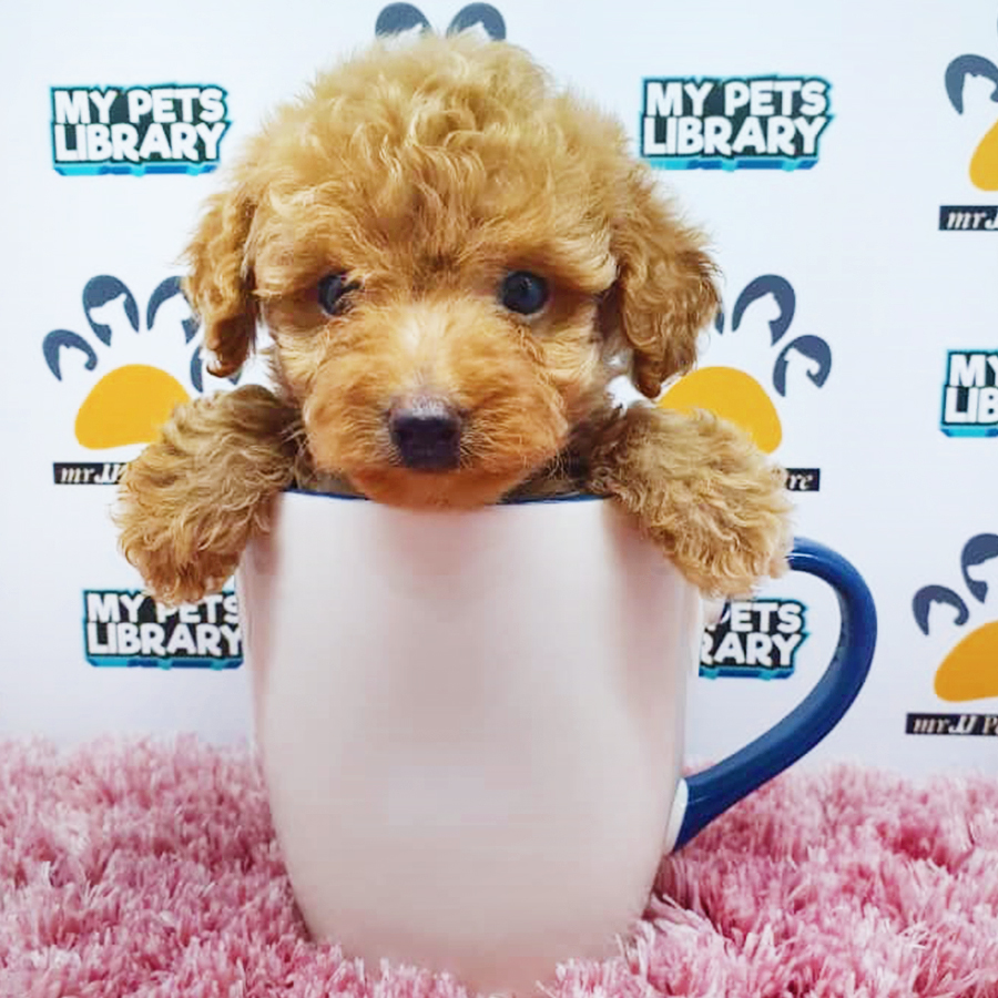 Brown Teacup Poodle Puppy (Female) For Sale