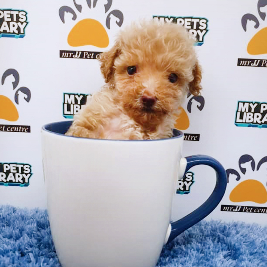 Brown Teacup Poodle Puppy (Male) For Sale