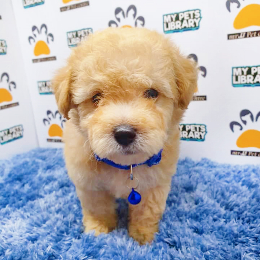 Brown Toy Poodle Puppy (Male) For Sale