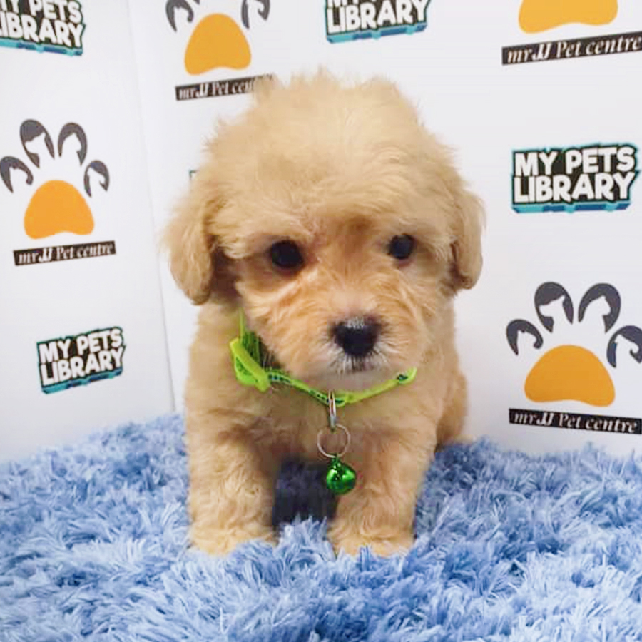 Brown Toy Poodle Puppy (Male) For Sale