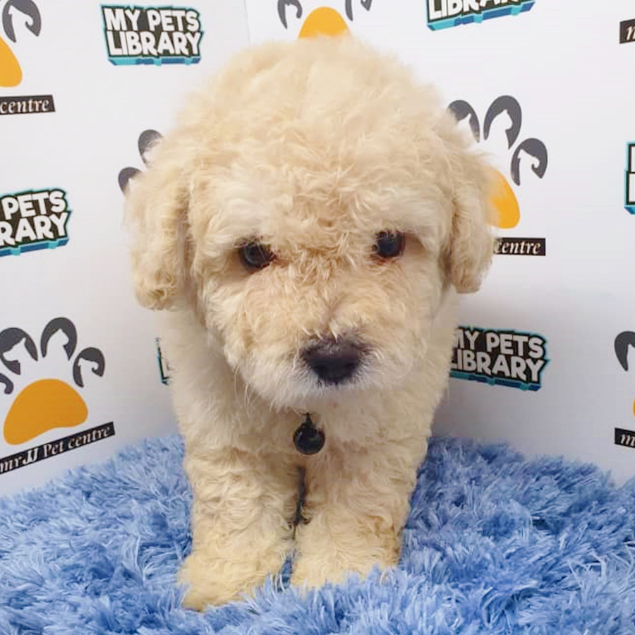 Cream Toy Poodle Puppy (Male) For Sale