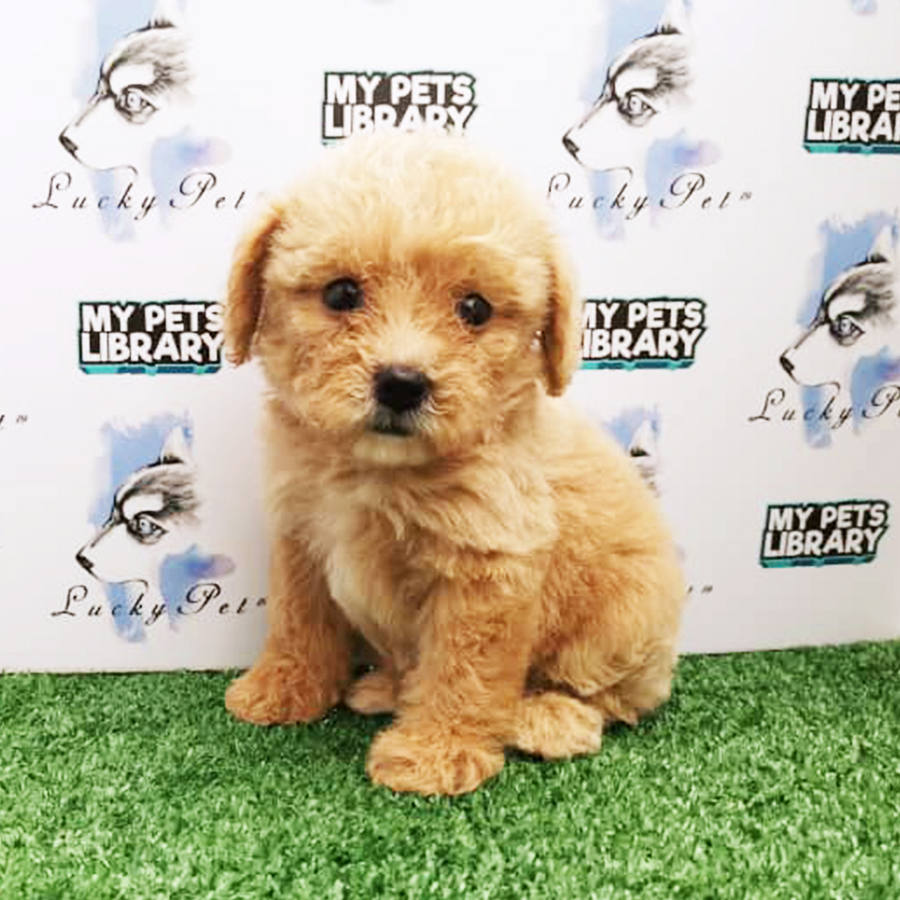 Cream Toy Poodle Puppy (Female) For Sale