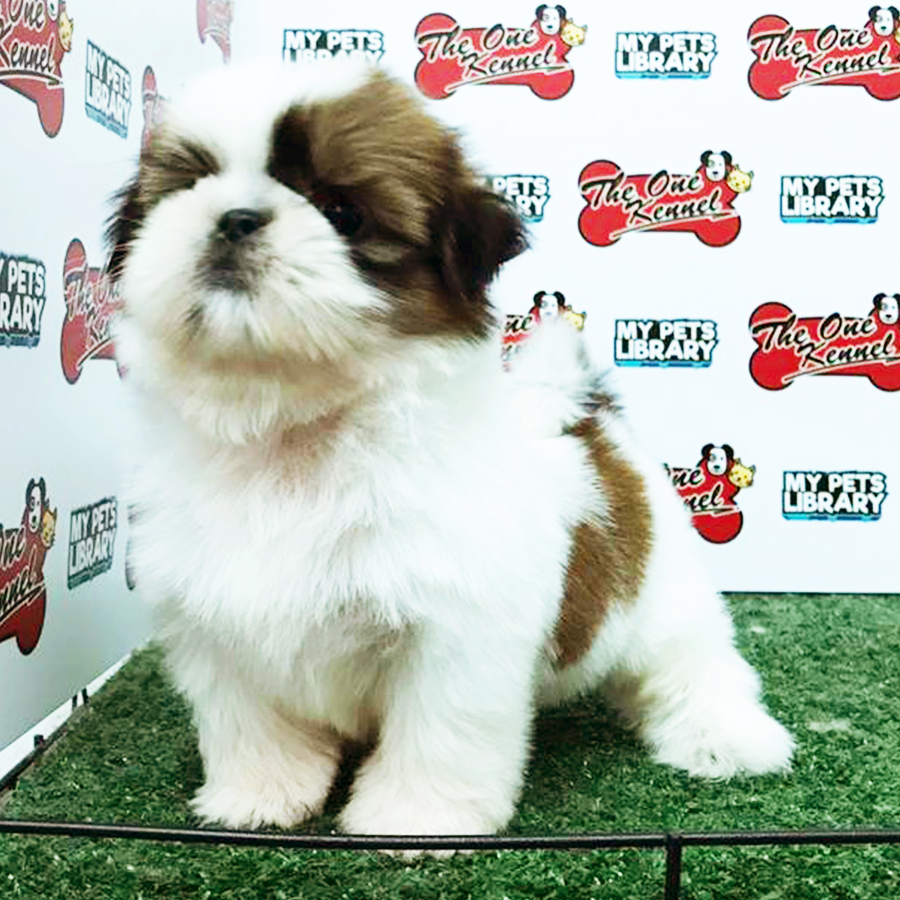 Tri Colour Shih Tzu Puppy (Male) For Sale