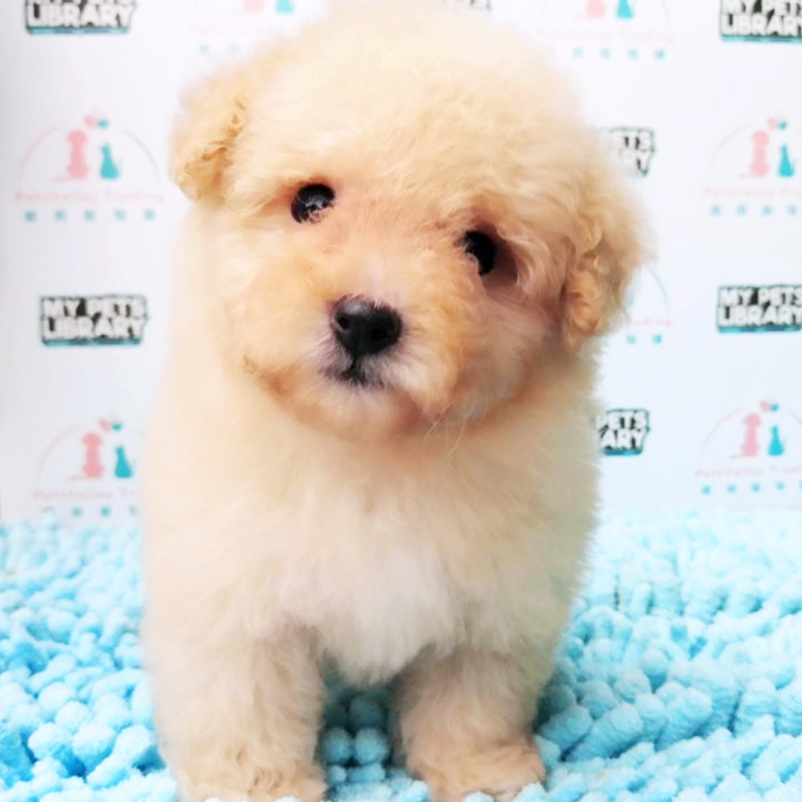 Cream Tiny Toy Poodle Puppy (Female) For Sale