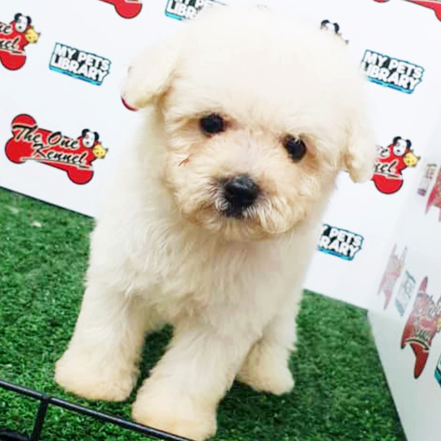 White Toy Poodle Puppy (Male) For Sale