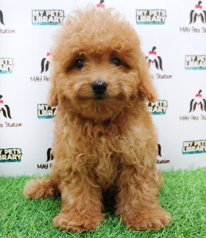 Brown Toy Poodle Puppy (Male) For Sale