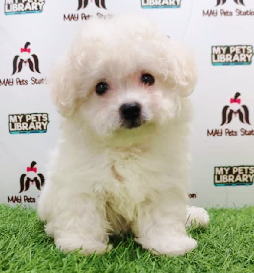 White Tiny Poodle Puppy (Male) For Sale