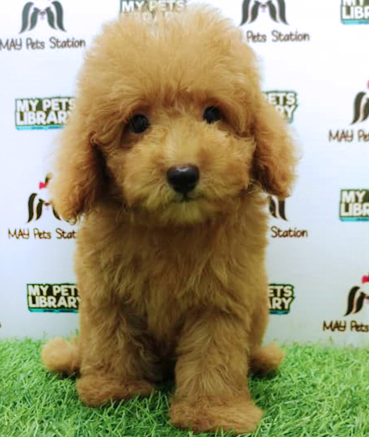 Brown Toy Poodle Puppy (Male) For Sale