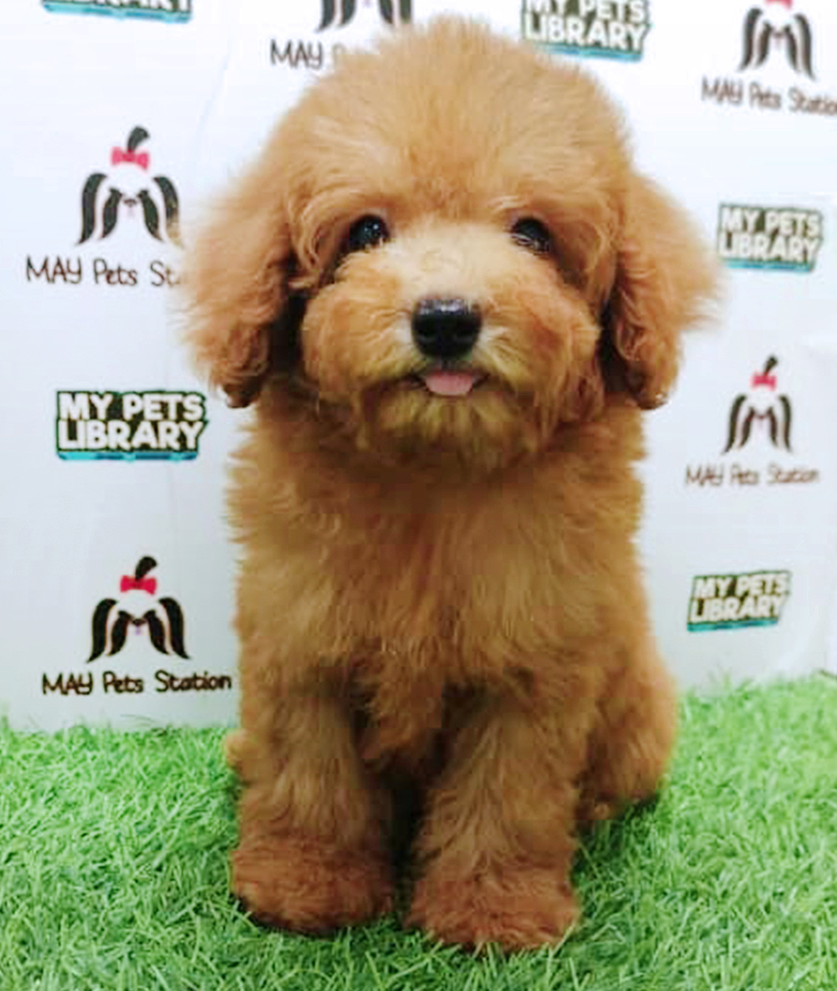 Brown Toy Poodle Puppy (Male) For Sale