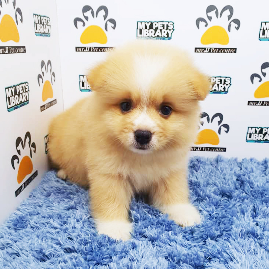 Copper & White Pomeranian Puppy (Male) For Sale