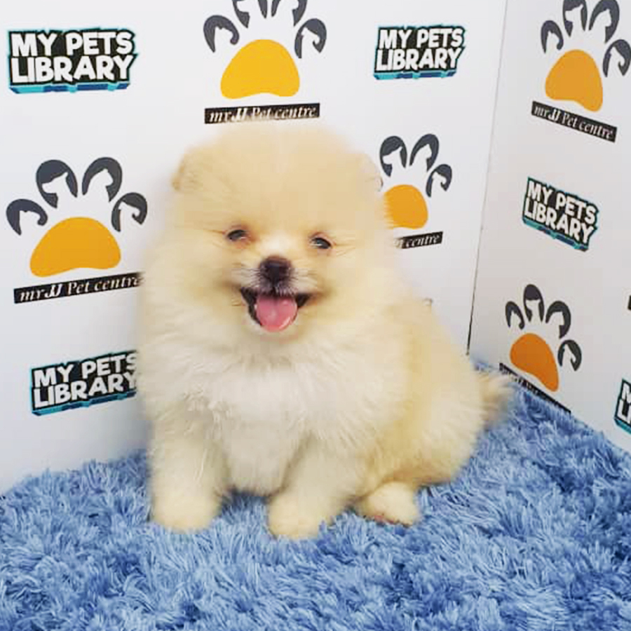 Cream Teacup Pomeranian Puppy (Male) For Sale