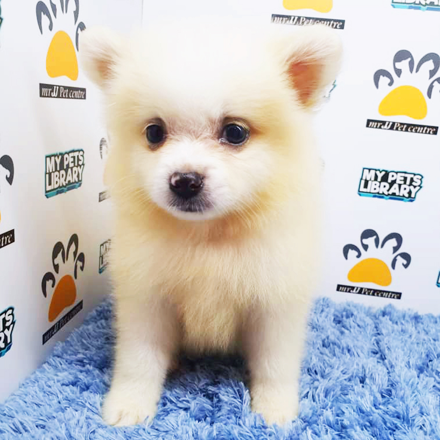 Parti White Pomeranian Puppy (Male) For Sale