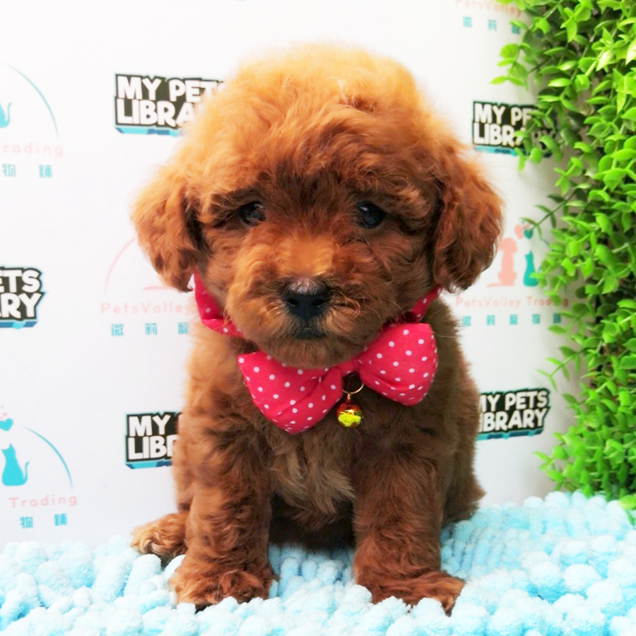 Super Red Toy Poodle Puppy (Female) For Sale