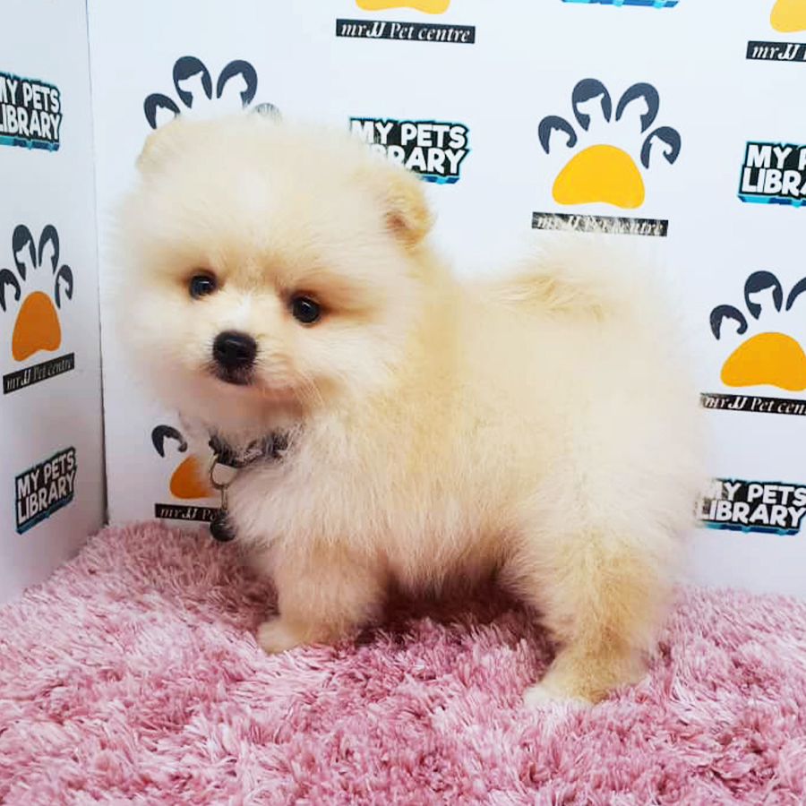 Parti White Teacup Pomeranian Puppy (Female) For Sale