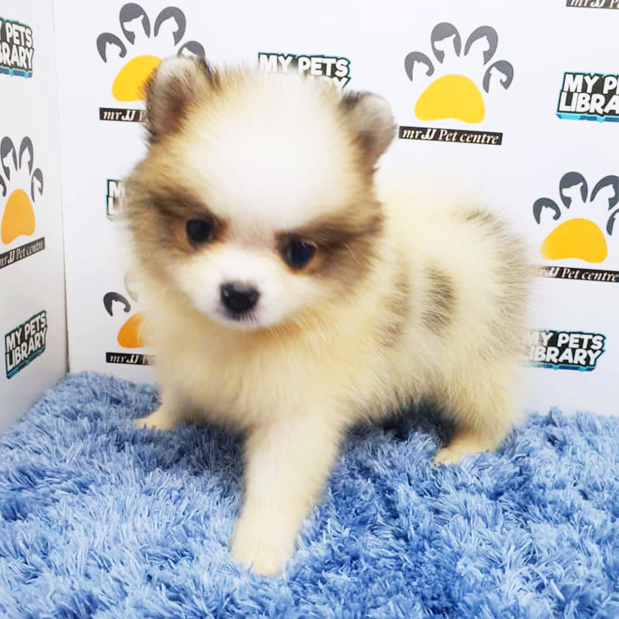 Parti Colour Pomeranian Puppy (Male) For Sale