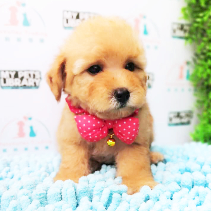 Brown Toy Poodle Puppy (Male) For Sale