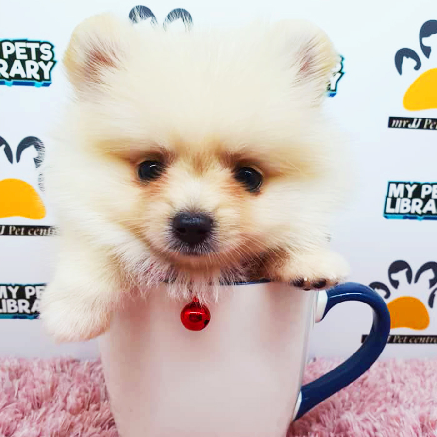 Cream White Teacup Pomeranian Puppy (Female) For Sale