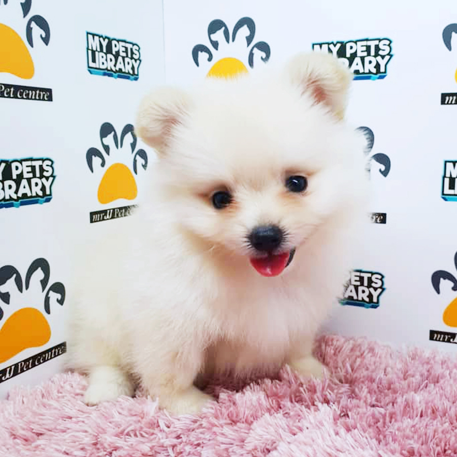 White Pomeranian Puppy (Female) For Sale