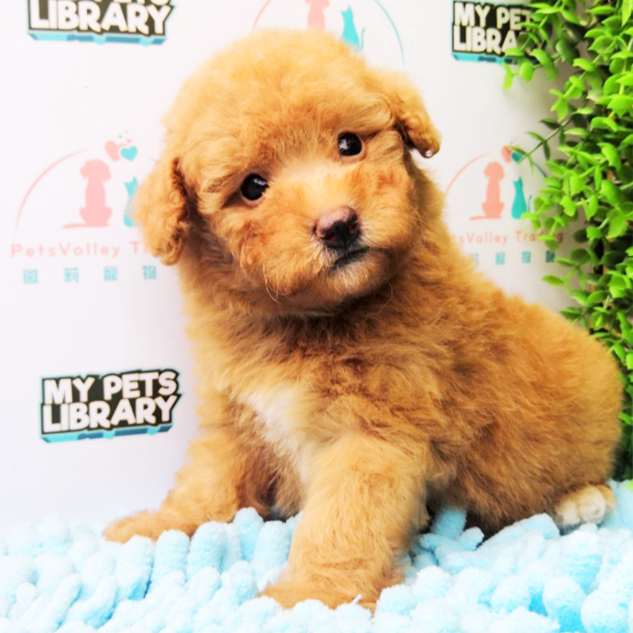 NOV PROMO! Brown & White Tiny Poodle Puppy (Male) For Sale