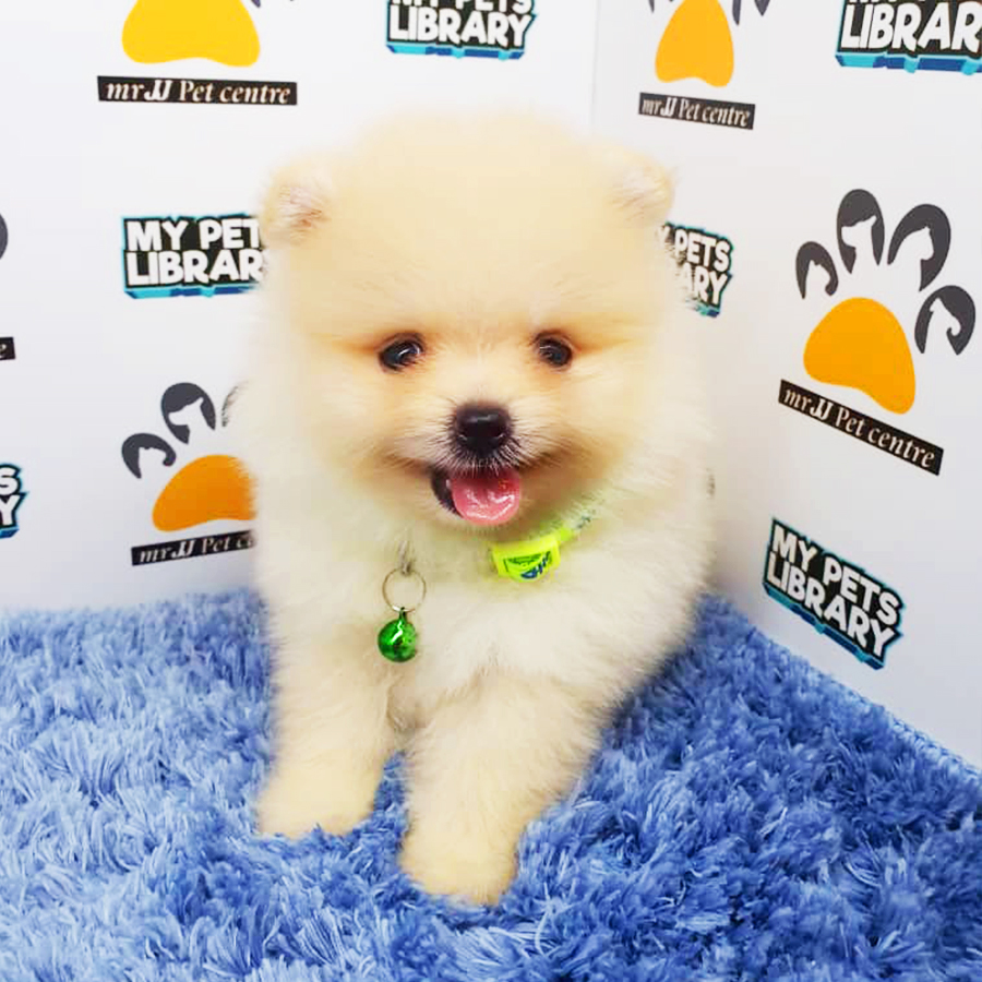Cream Teacup Pomeranian Puppy (Male) For Sale
