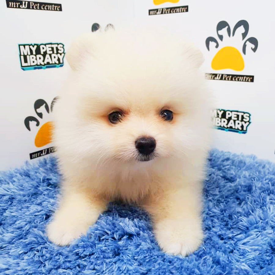 Cream White Pomeranian Puppy (Male) For Sale