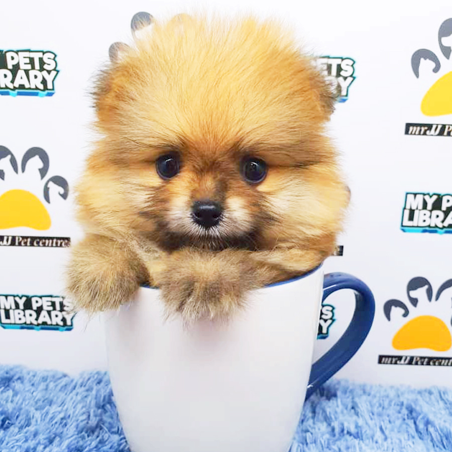 Sable Orange Teacup Pomeranian Puppy (Male) For Sale