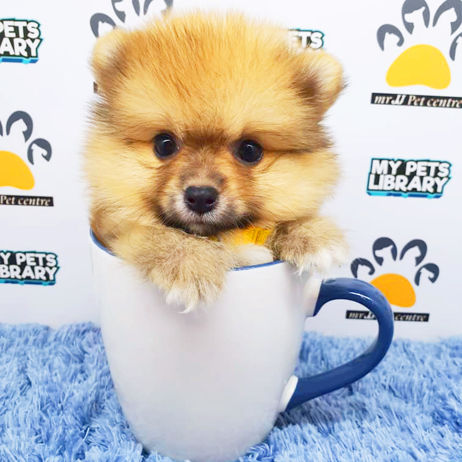 Sable Orange Teacup Pomeranian Puppy (Male) For Sale