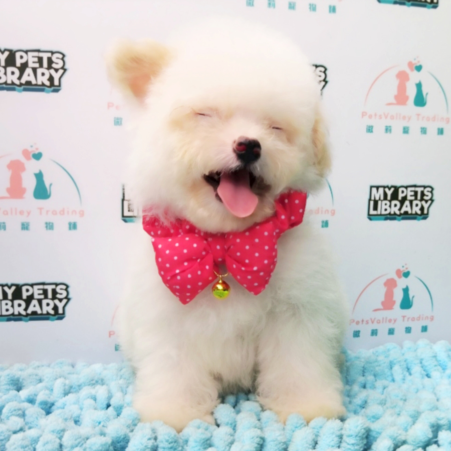 White Tiny Poodle Puppy (Female) For Sale