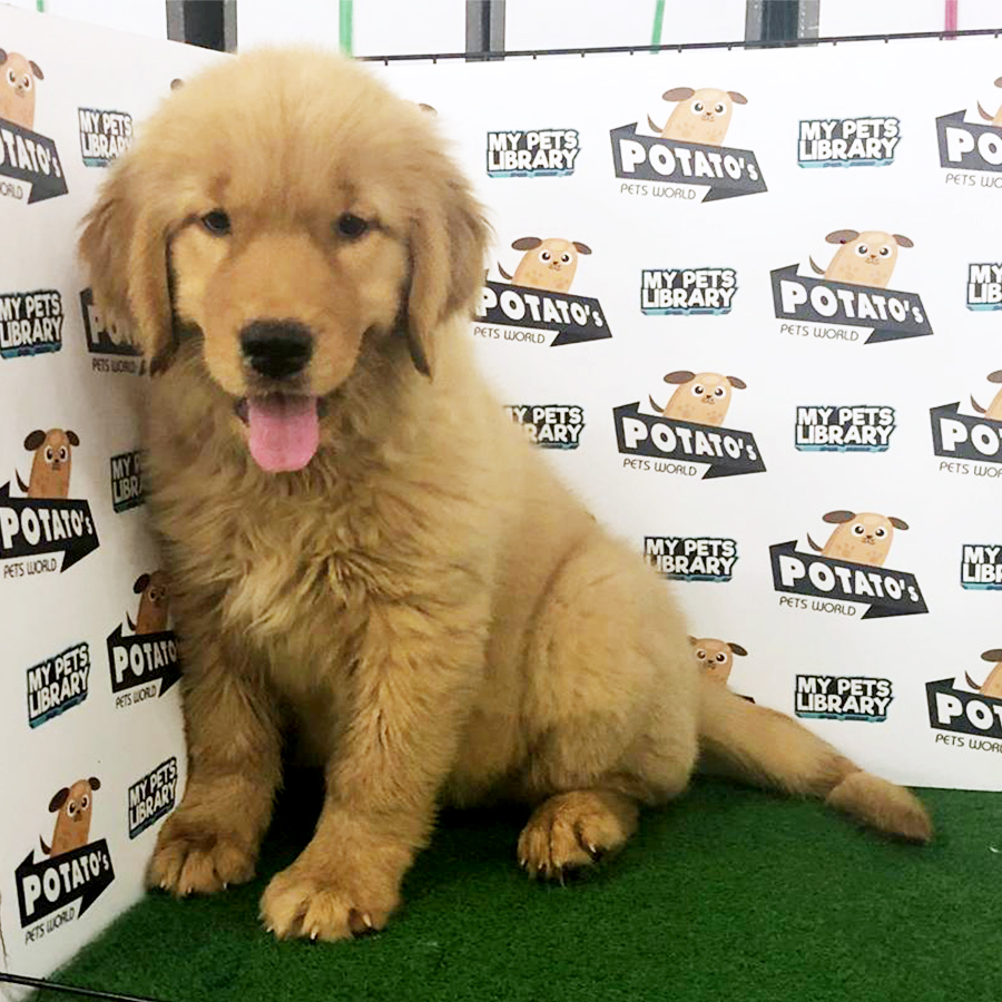 Golden Retriever Puppy (Female) For Sale