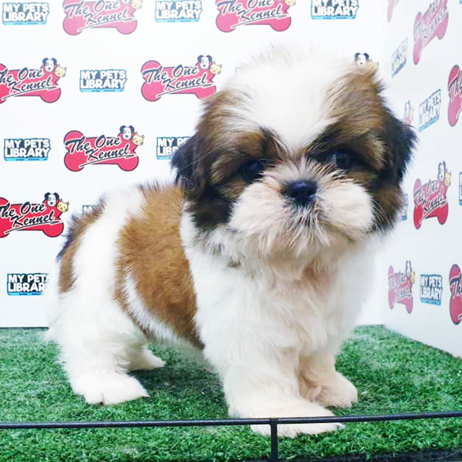Tri Colour Shih Tzu Puppy (Female) For Sale
