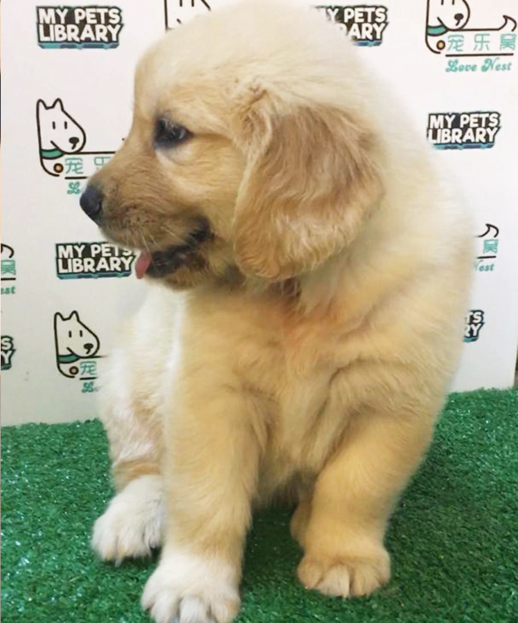Golden Retriever Puppy (Female) For Sale