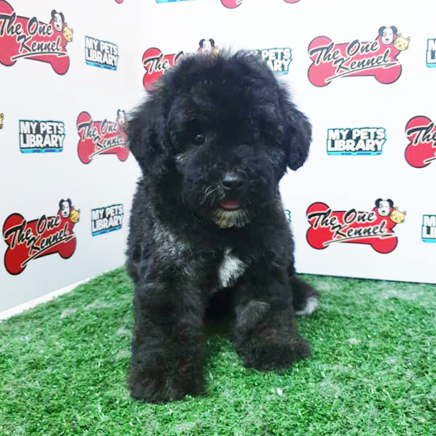 Black Bichon Frise Puppy (Female) For Sale