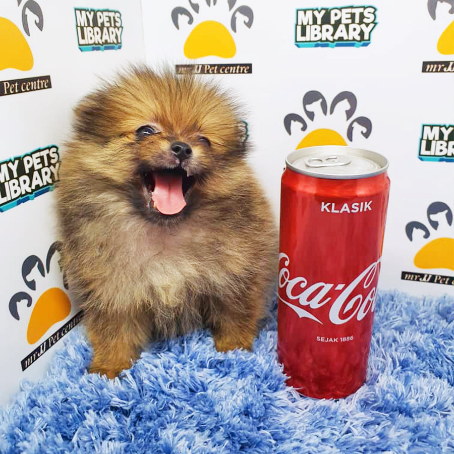 Sable Brown Pomeranian Puppy (Male) For Sale