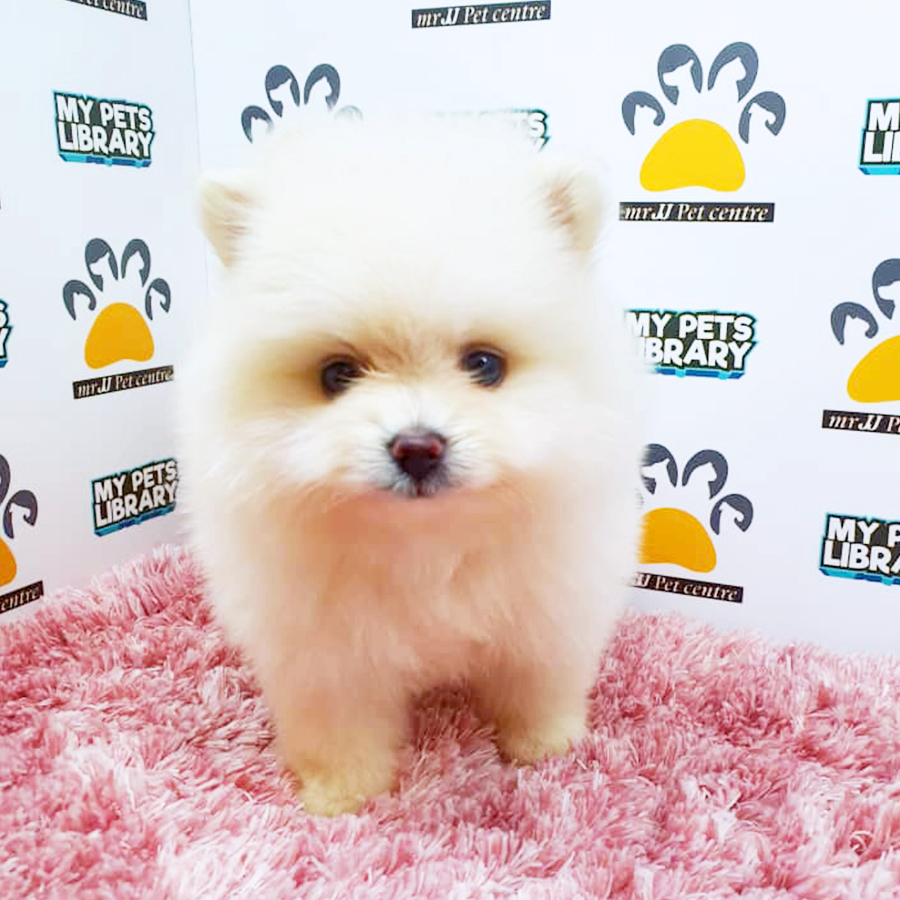 White Pomeranian Puppy (Female) For Sale