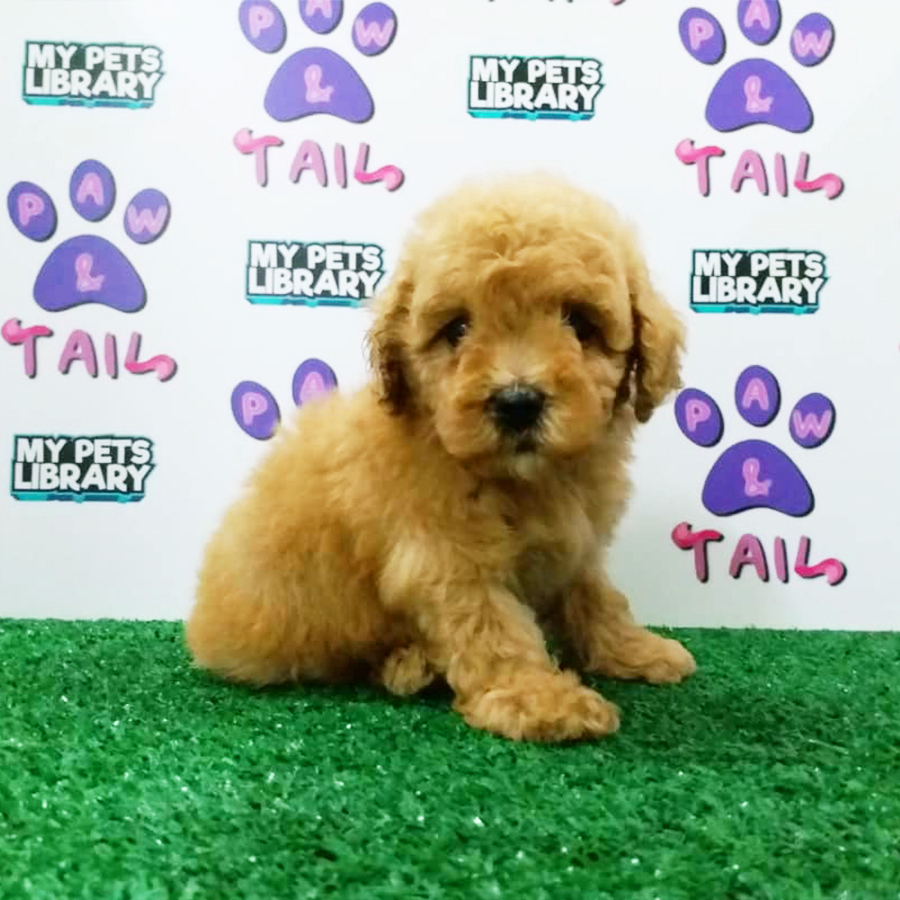 Brown Toy Poodle Puppy (Male) For Sale