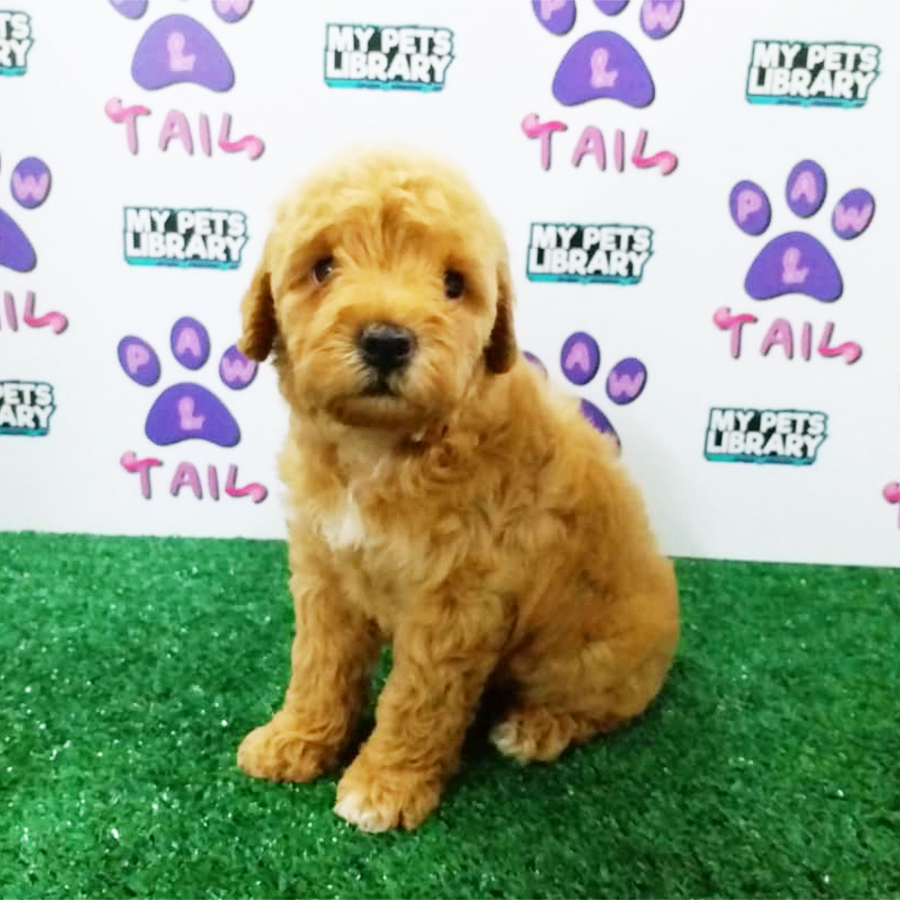 Brown Toy Poodle Puppy (Male) For Sale