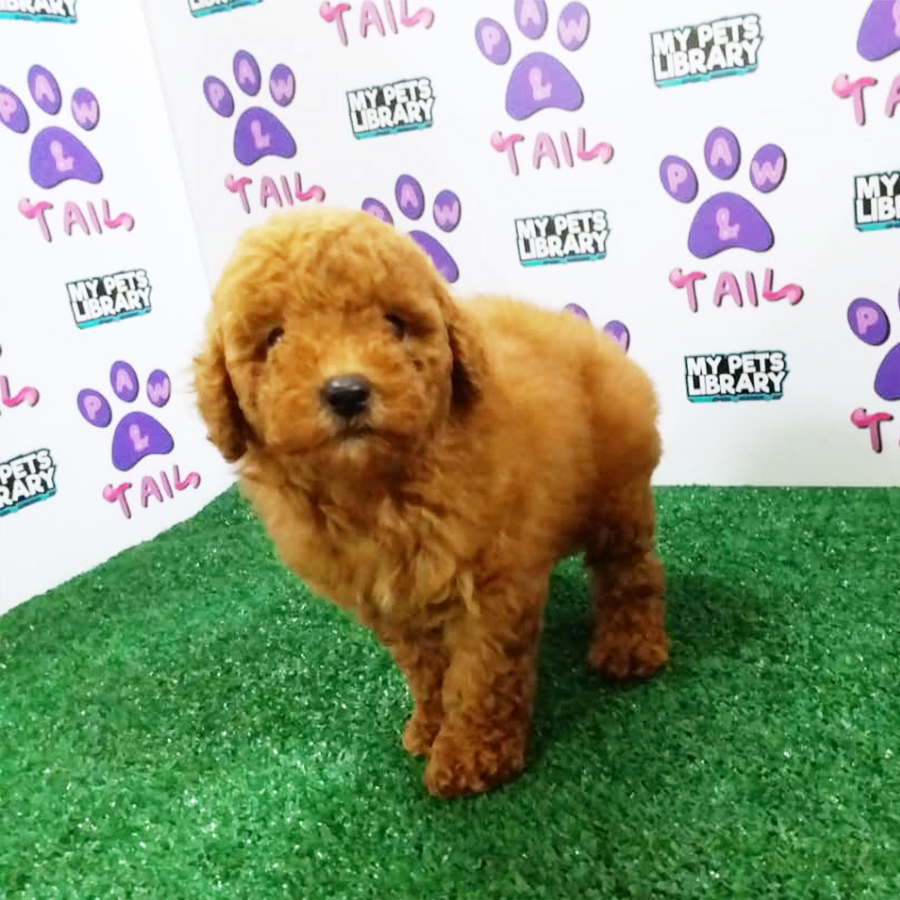 Red Toy Poodle Puppy (Female) For Sale