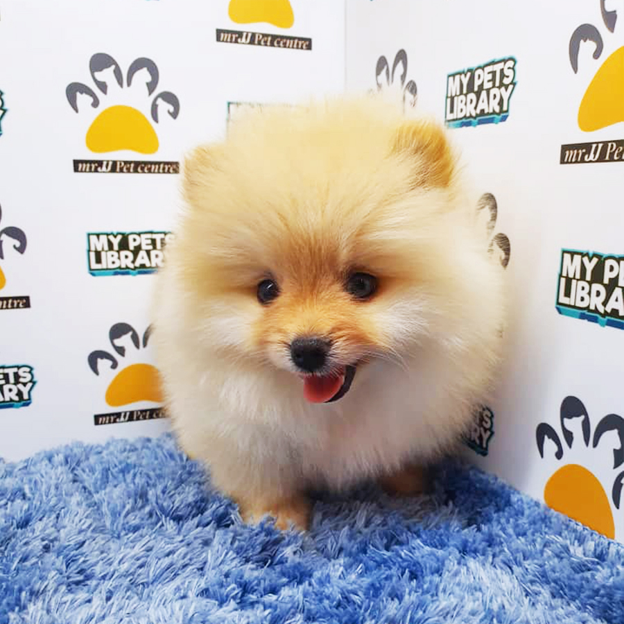 Cream Pomeranian Puppy (Male) For Sale