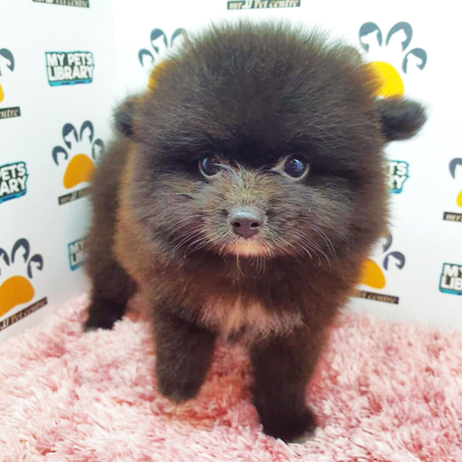 Chocolate Pomeranian Puppy (Female) For Sale