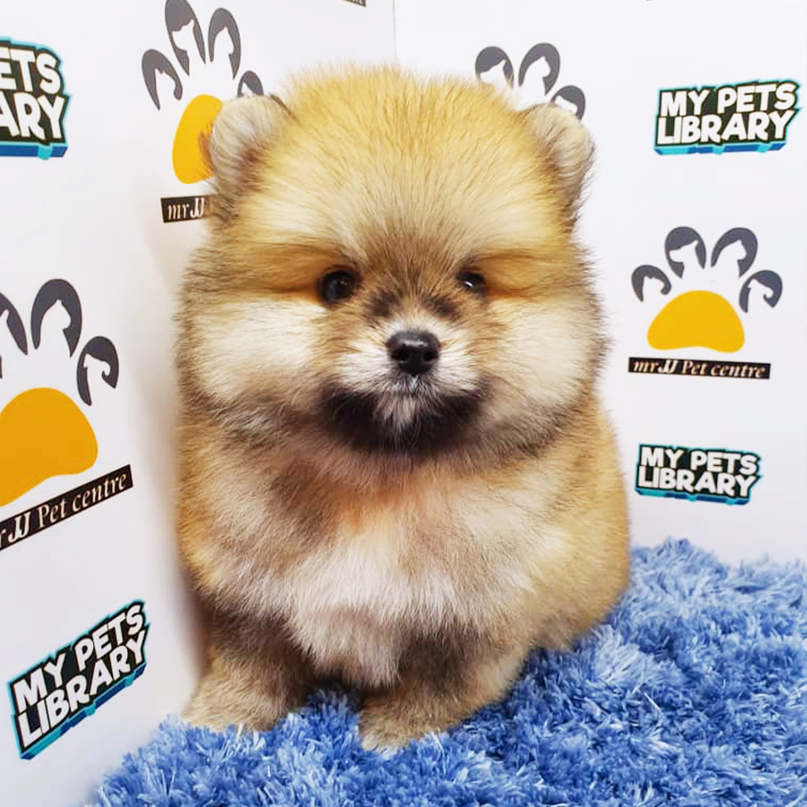 Sable Pomeranian Puppy (Male) For Sale