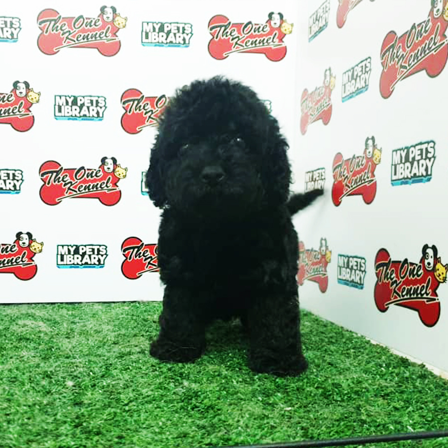 Black Toy Poodle Puppy (Female) For Sale