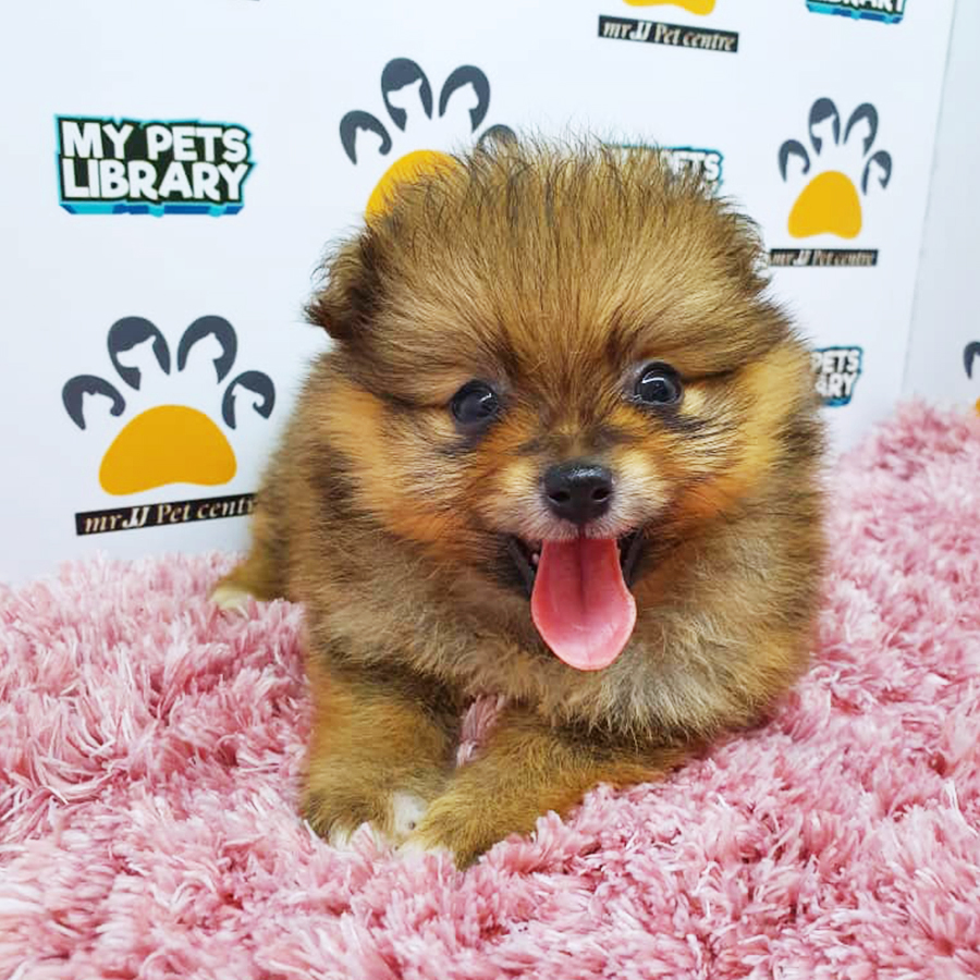 Sable Orange Pomeranian Puppy (Female) For Sale