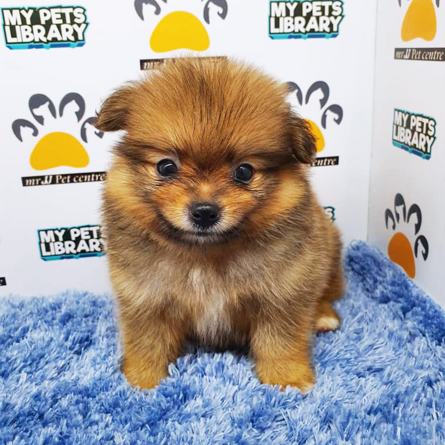 Sable Orange Pomeranian Puppy (Male) For Sale