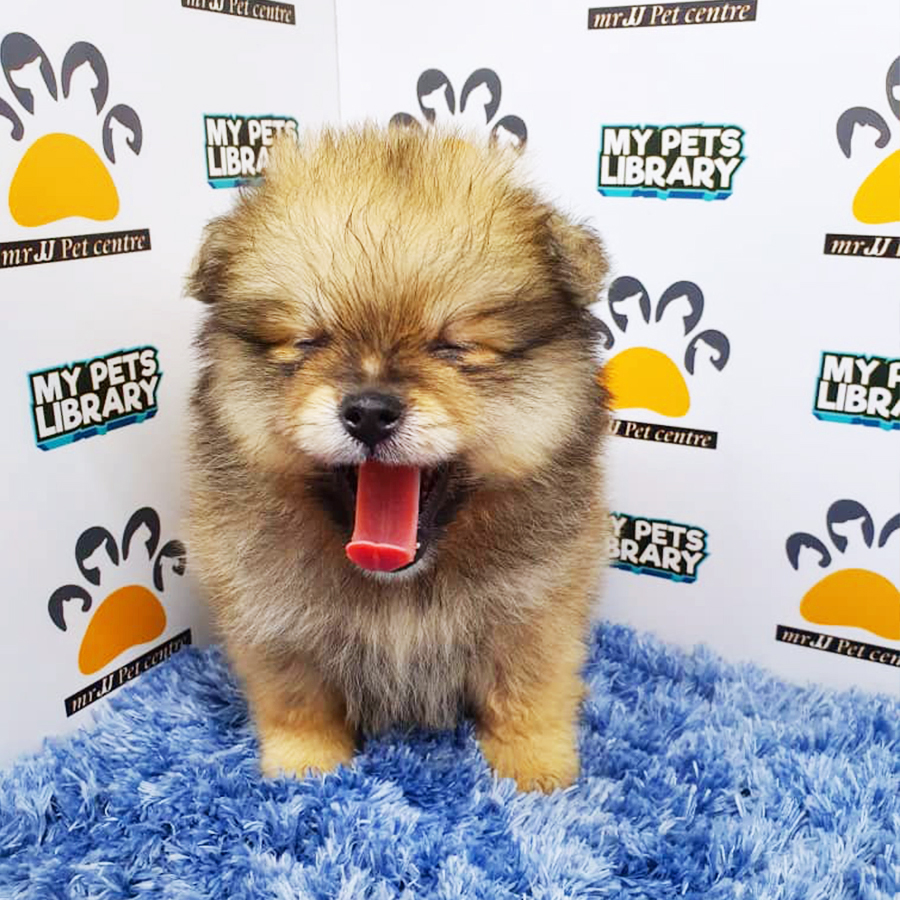 Sable Pomeranian Puppy (Male) For Sale