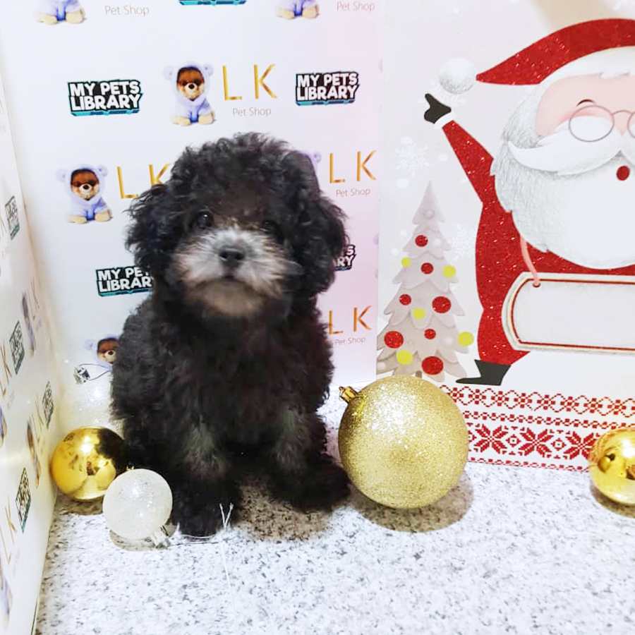 Silver Grey Toy Poodle Puppy (Male) For Sale