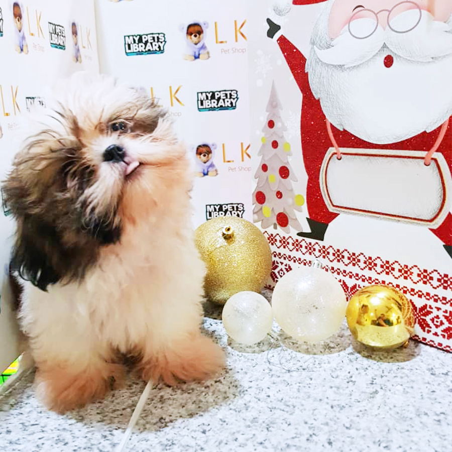 Tri Colour Shih Tzu Puppy (Male) For Sale