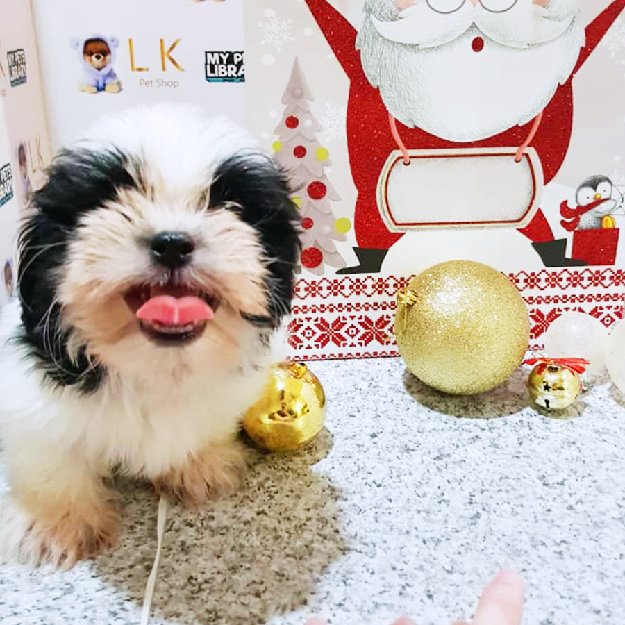 Black & White Shih Tzu Puppy (Male) For Sale