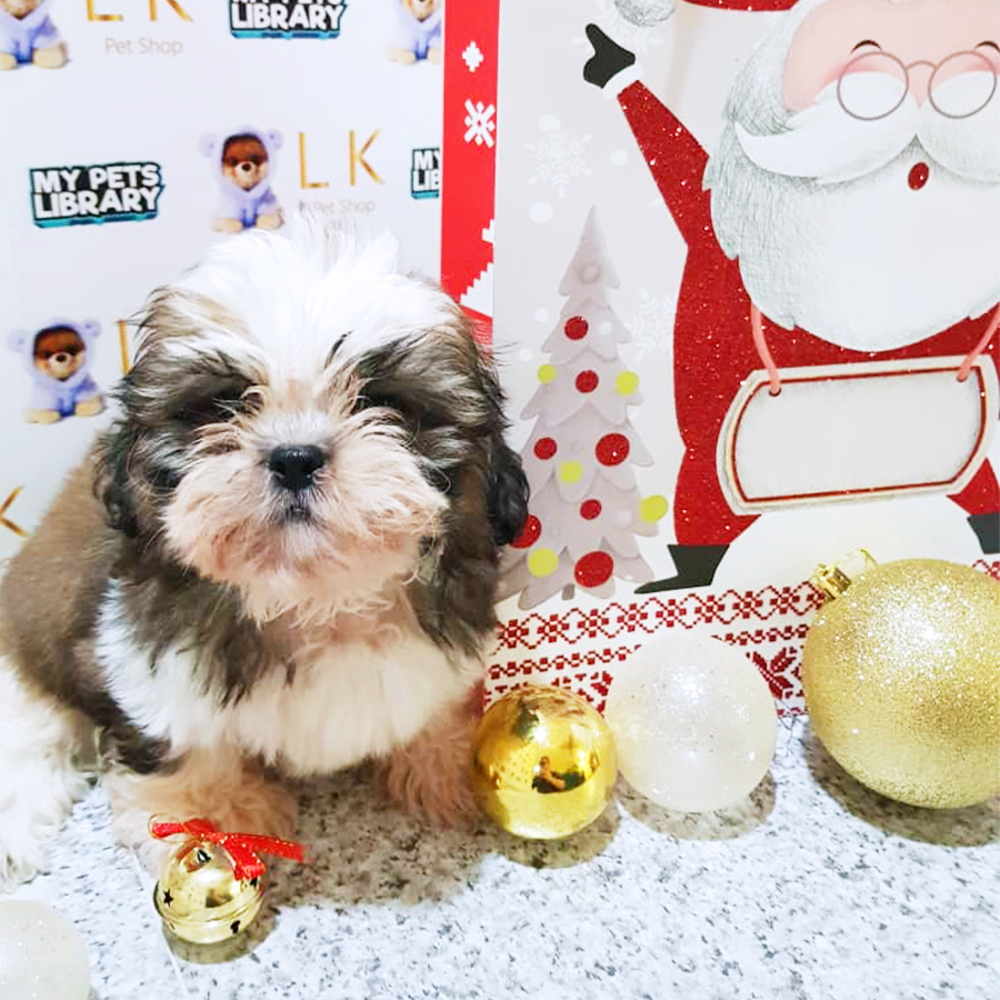 Tri Colour Shih Tzu Puppy (Male) For Sale