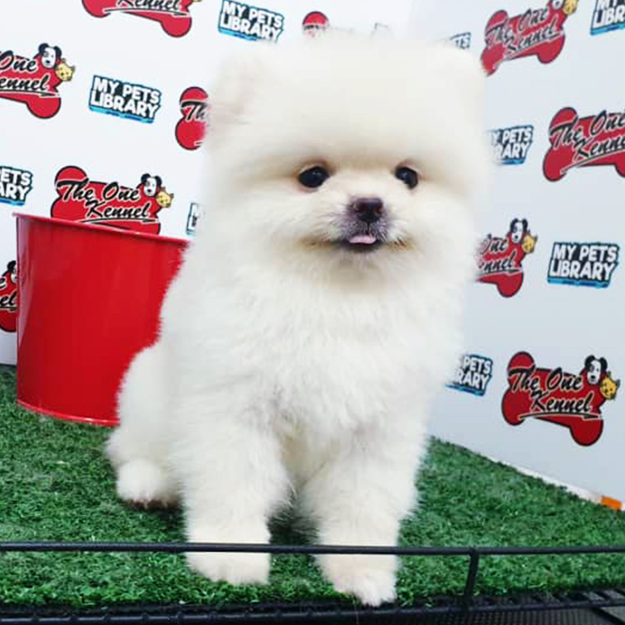 White Pomeranian Puppy (Female) For Sale